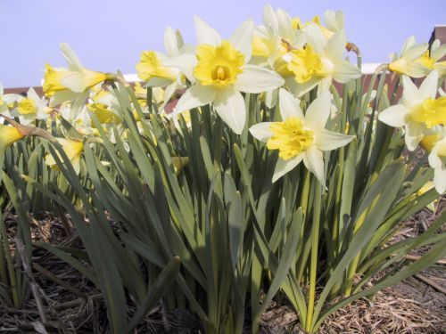 Narcissus 'Topolino bestellen